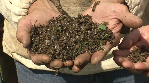 Пчеле стигле до руске Думе